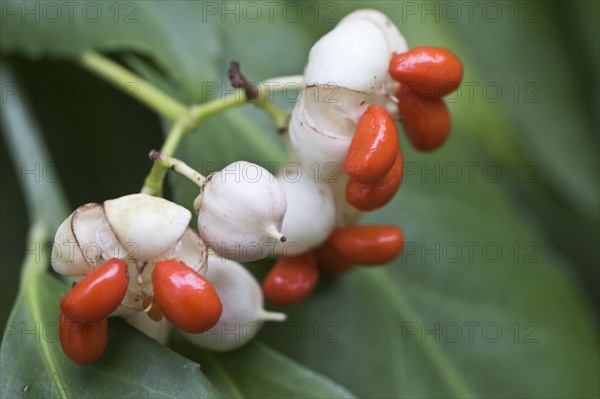 White european spindle