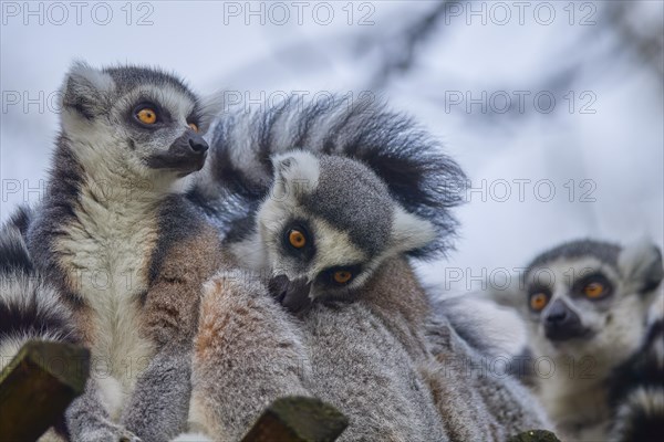 Ring-tailed lemur