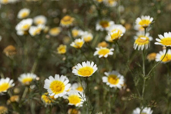 Meadow daisy