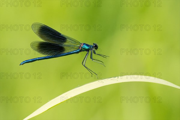 Banded demoiselle