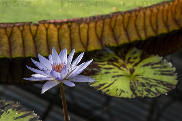 Waterlily in Kew Gardens