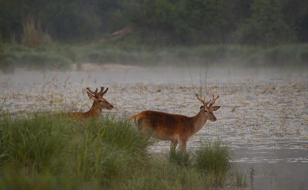 Red deer