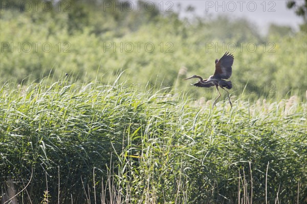 Purple heron