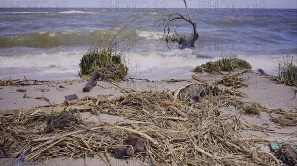 Trees with floating debris has reached Black Sea coastal zone in Odessa