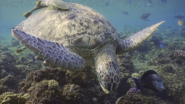 Front side of Great Green Sea Turtle