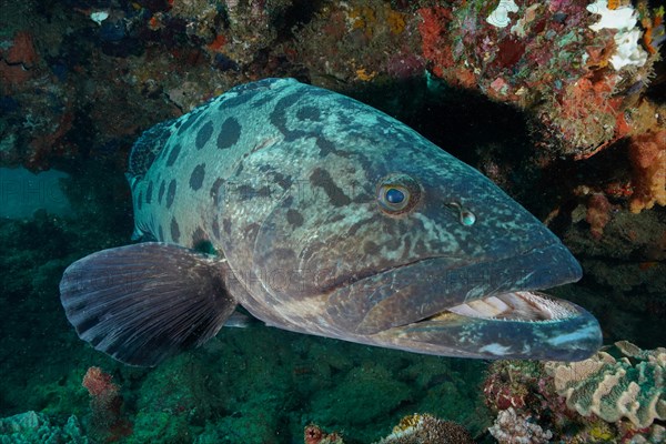 Potato grouper