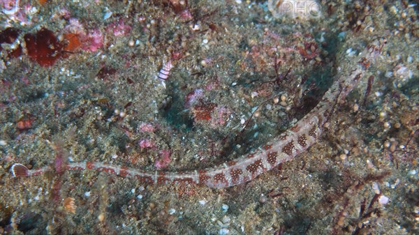 Network pipefish