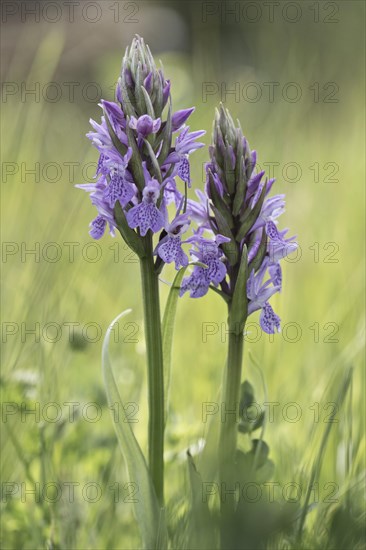 Southern marsh orchid