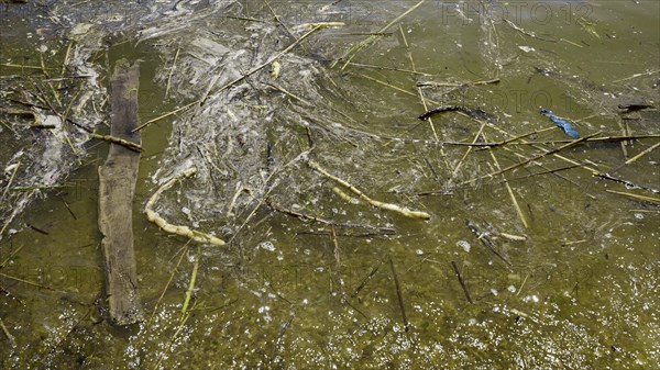 In Black Sea Blue-green algae blooms