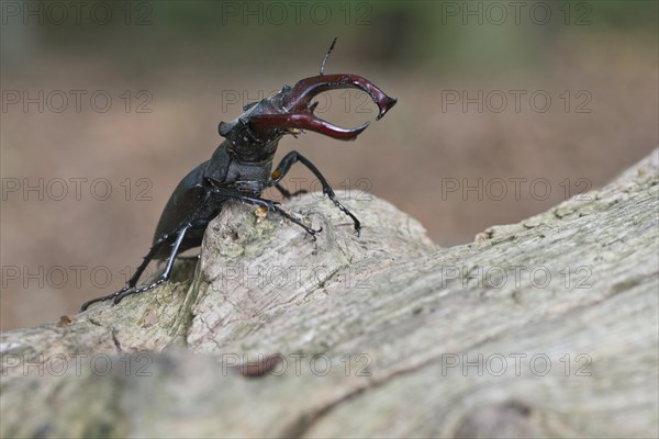 Stag beetle