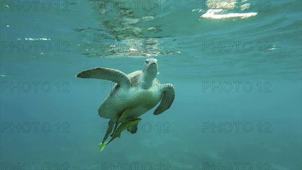 Great Green Sea Turtle