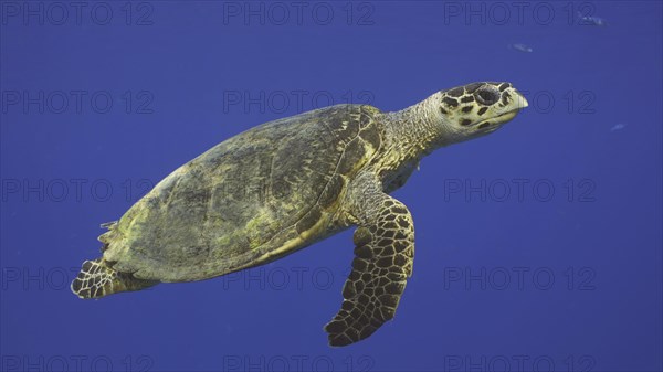 Hawksbill Sea Turtle