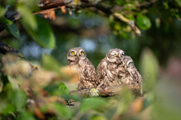 Little Owl