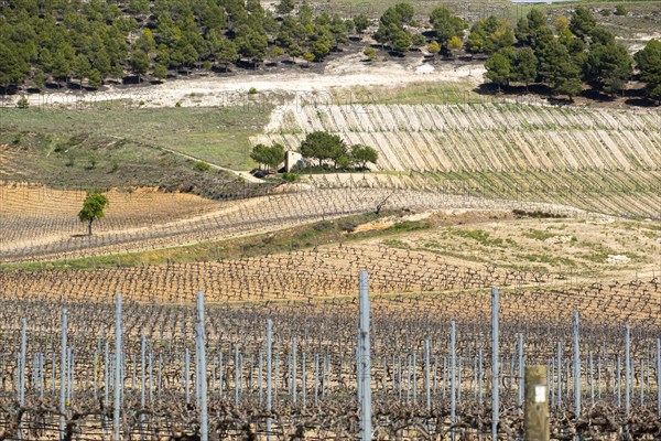 Wine landscape in the Ribera del Duero appellation of origin area in the province of Valladolid in Spain