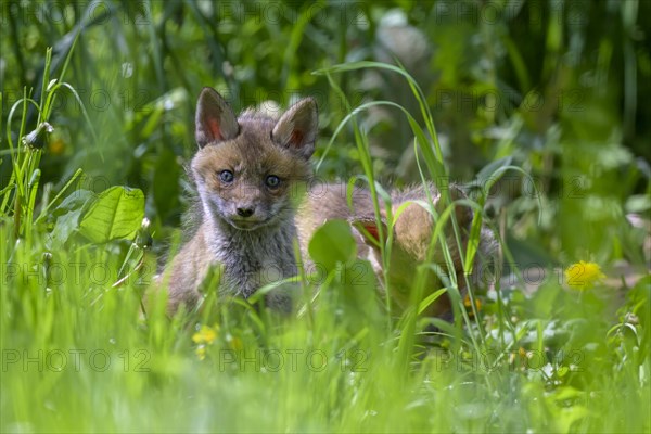 Young fox