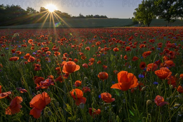 Poppy flowers