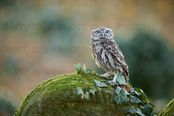 Little Owl