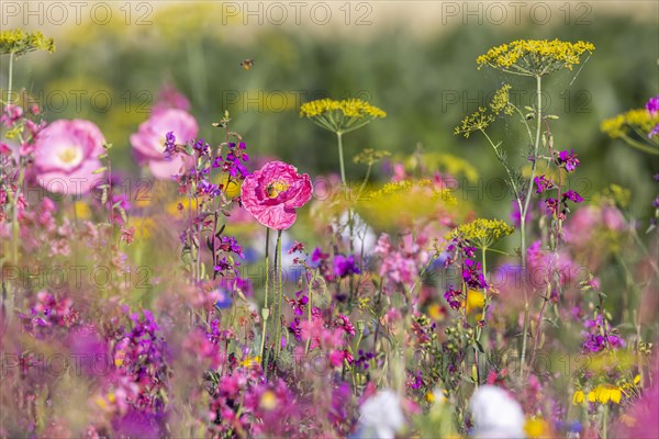 Flowering marginal strips next to agricultural monocultures