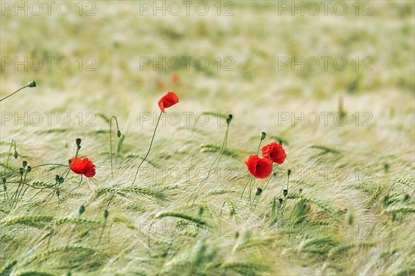 Poppy blossom