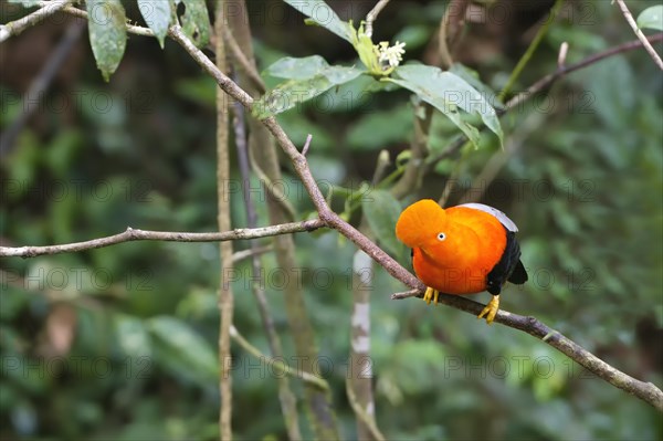 Male Andean cock-of-the-rock