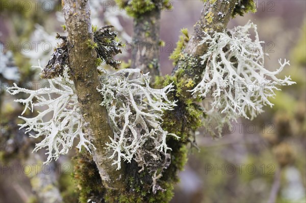 Reindeer lichen