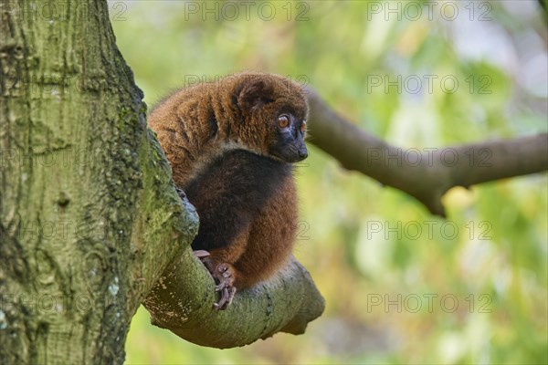 Red-bellied lemur