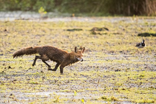 Red fox