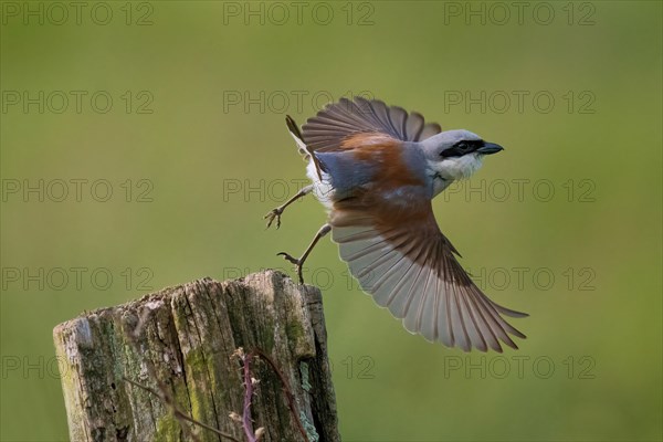 Red-backed Shrike