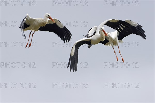 White stork