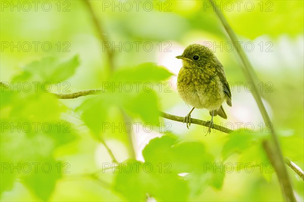 European robin
