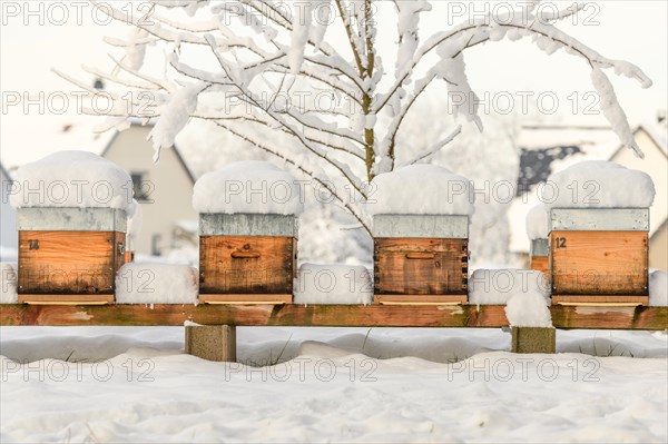 Hives of hibernating bees covered with fresh snow during the winter months. Bas-Rhin