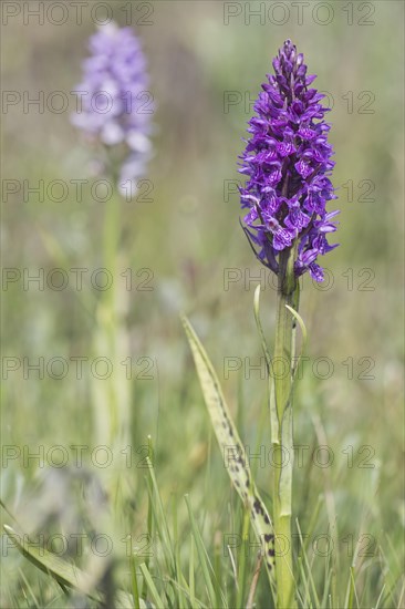 Southern marsh orchid