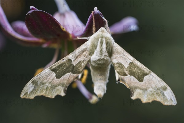 Lime hawk-moth