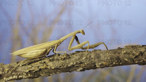 Big female praying mantis sitting on branch in the grass and blue sky background. European mantis