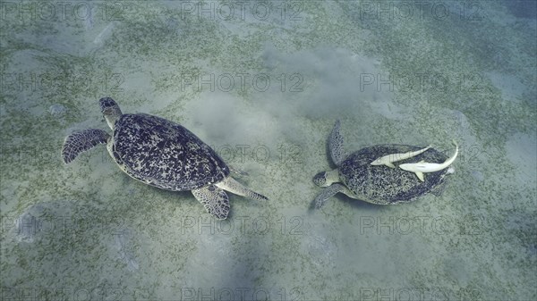 Two Sea turtles graze on the seabed eating green algae. Two Great Green Sea Turtle