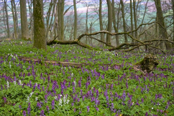 Hollow larkspur