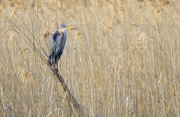 Purple heron