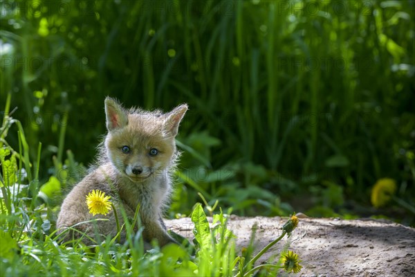 Young fox