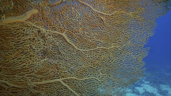 Close up of soft coral