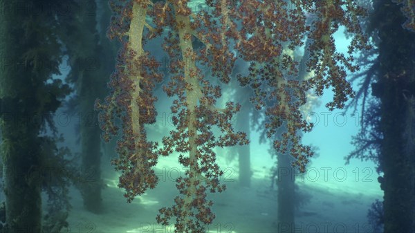 Bright multi-colored Soft Coral Dendronephthya hang in clusters from support of pier on brightly sunny day insunrays