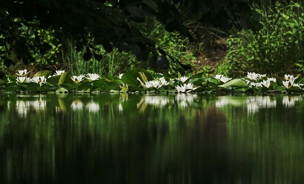 Picturesque white water lilies