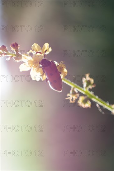 Red bug feeding on flowers in the nature