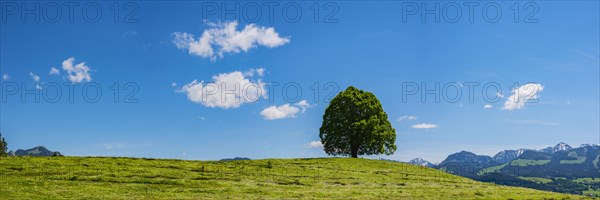 Peace lime tree