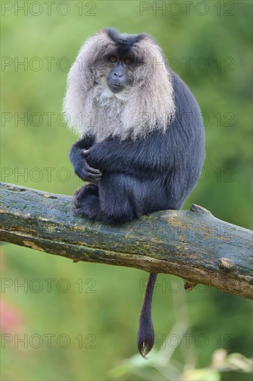 Lion-tailed macaque