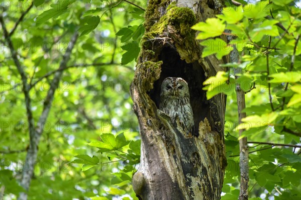 A tawny owl