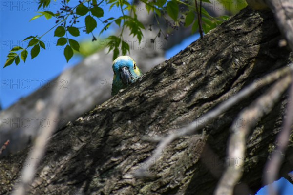 A curious Blue-fronted Amazon