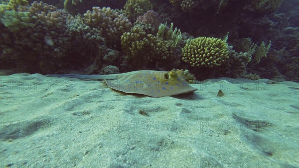 Blue spotted Stingray or Bluespotted Ribbontail Ray