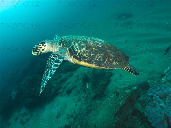 Pacific hawksbill turtle