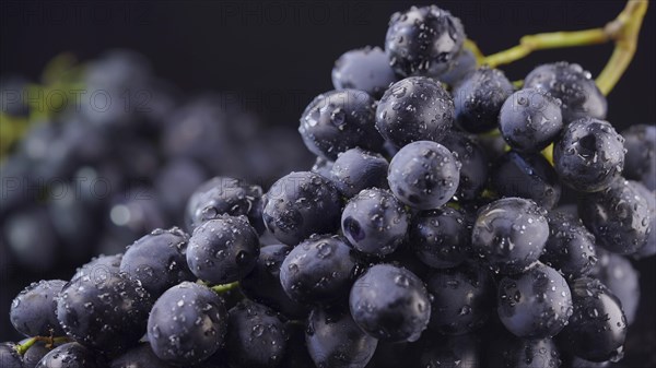 Bunch of ripe juicy grapes with drops of water