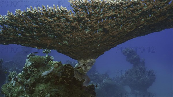 Texture and details of Table Coral